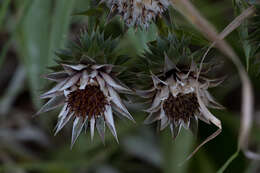 Image de Macledium speciosum (DC.) S. Ortiz