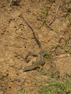 Image of Ornate monitor