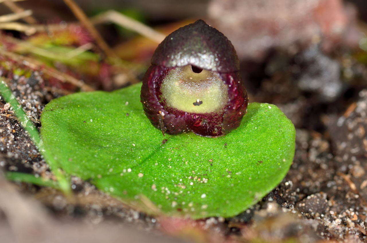 Image of Slaty helmet orchid