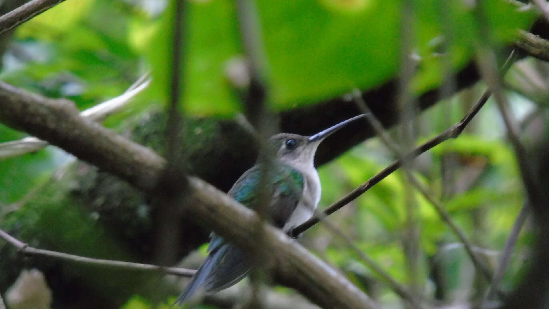 Image of Curve-winged Sabrewing