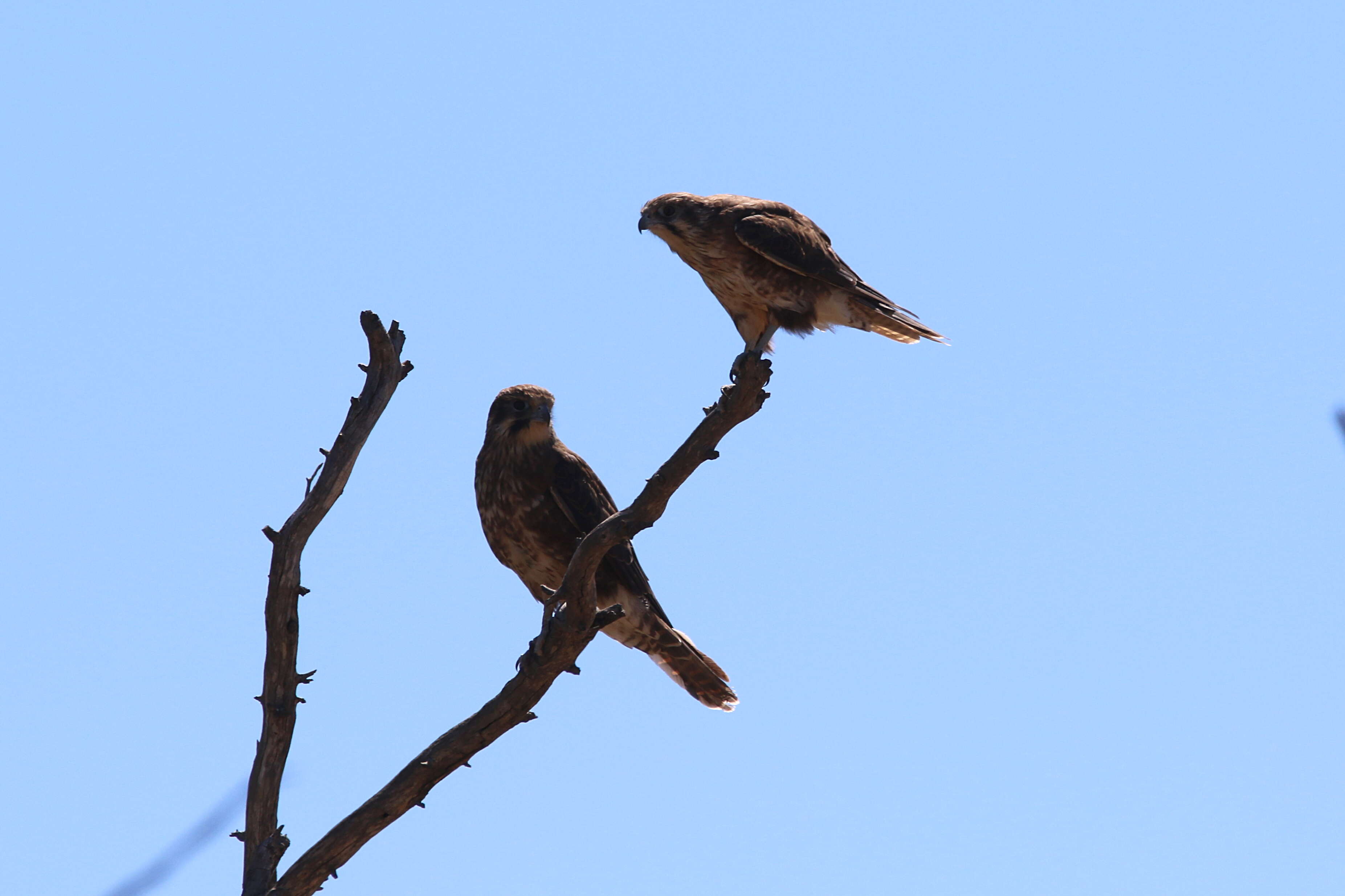 Image of Brown Falcon