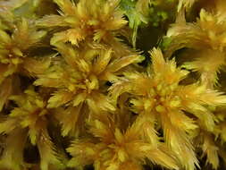 Sphagnum majus C. E. O. Jensen 1890的圖片