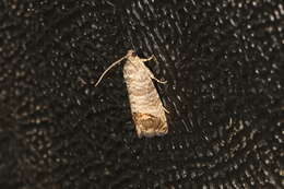 Image of codling moth