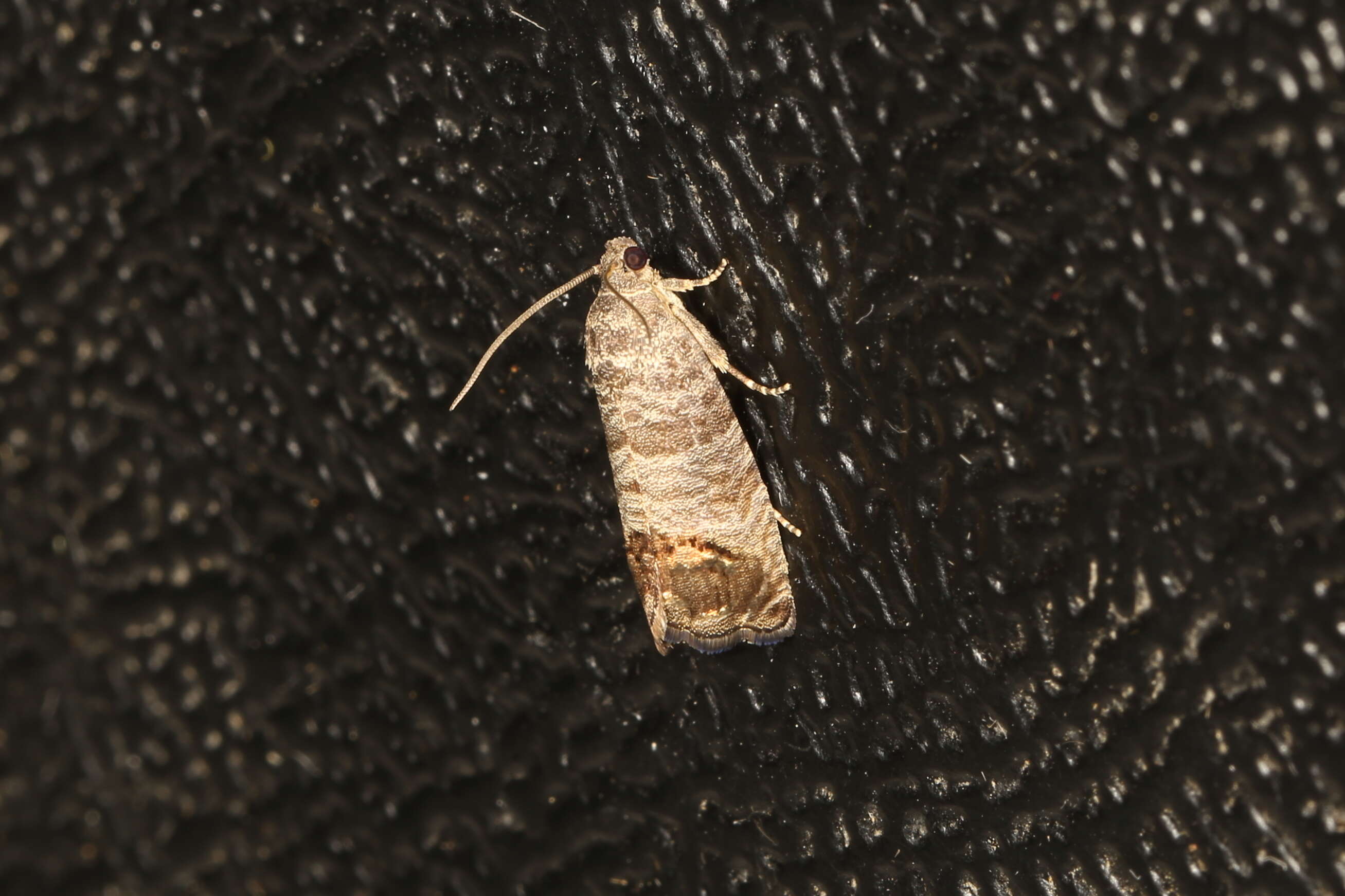 Image of codling moth