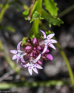 Lobelia jasionoides var. jasionoides resmi