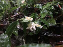 Image of Goodyera henryi Rolfe