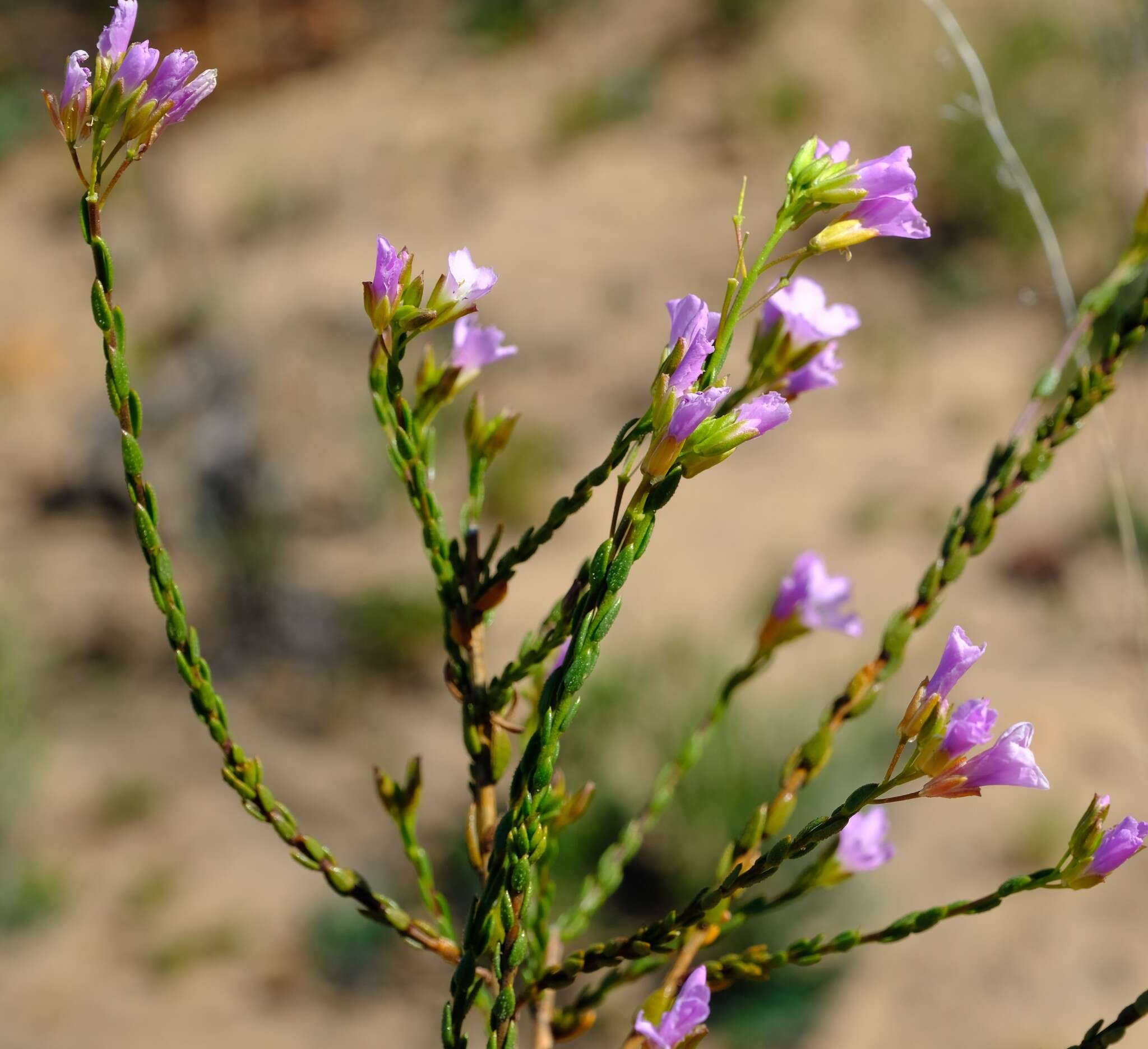 Image of Heliophila dregeana Sond.