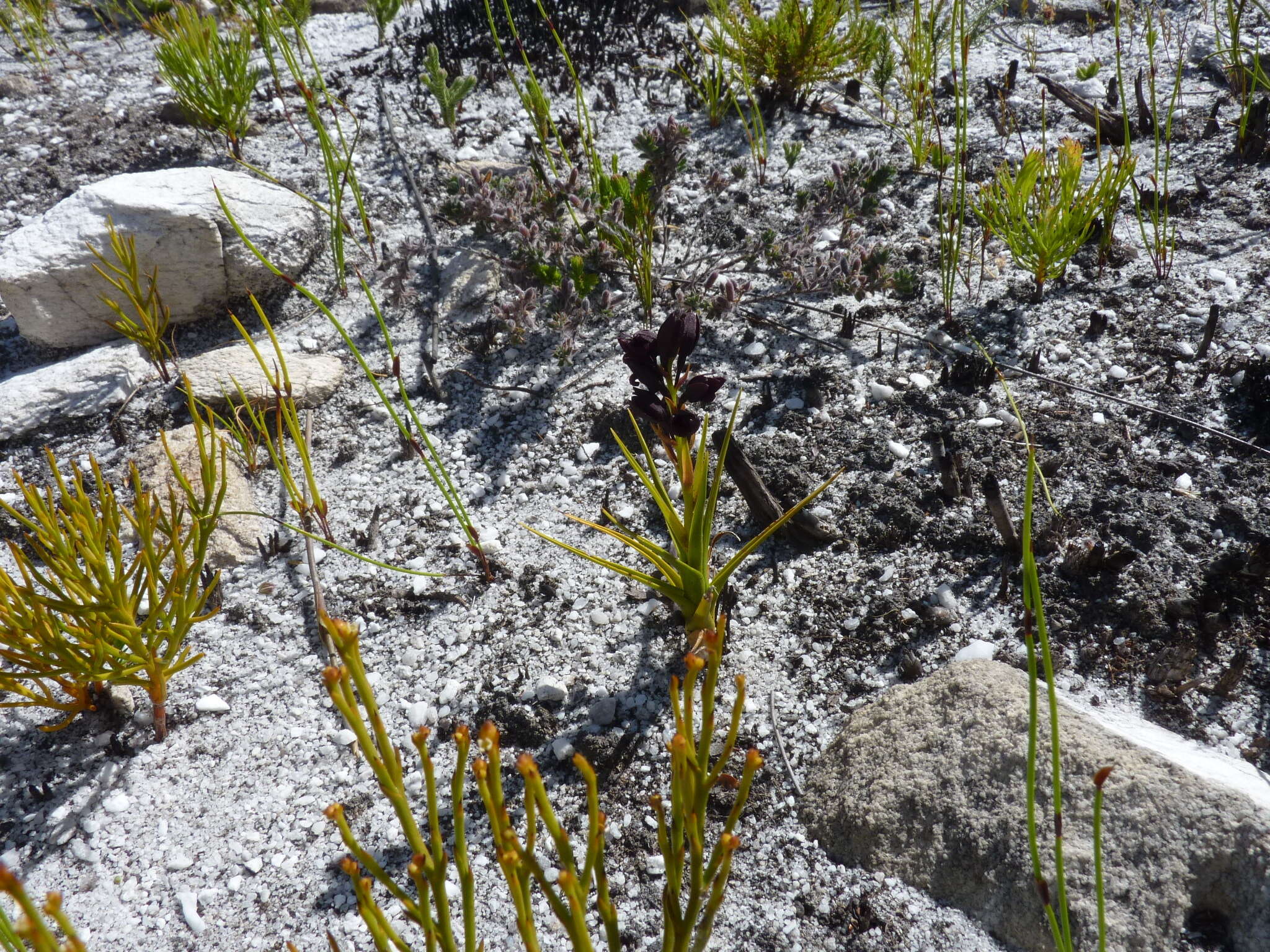 Acrolophia ustulata (Bolus) Schltr. & Bolus的圖片