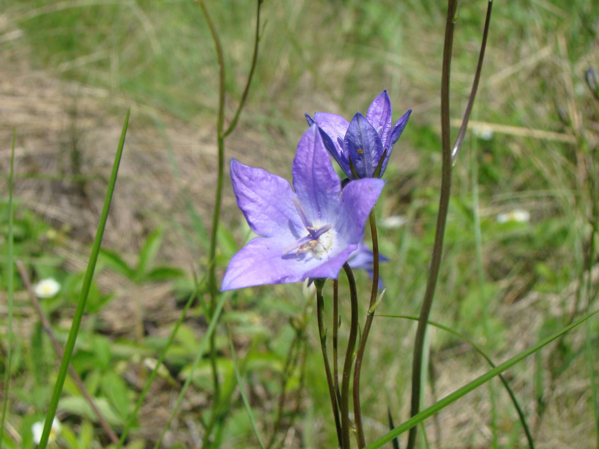 Campanula stevenii subsp. wolgensis (P. A. Smirn.) Fed. resmi