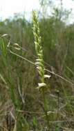 Spiranthes laciniata (Small) Ames resmi