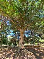 Image of Ficus luschnathiana (Miq.) Miq.