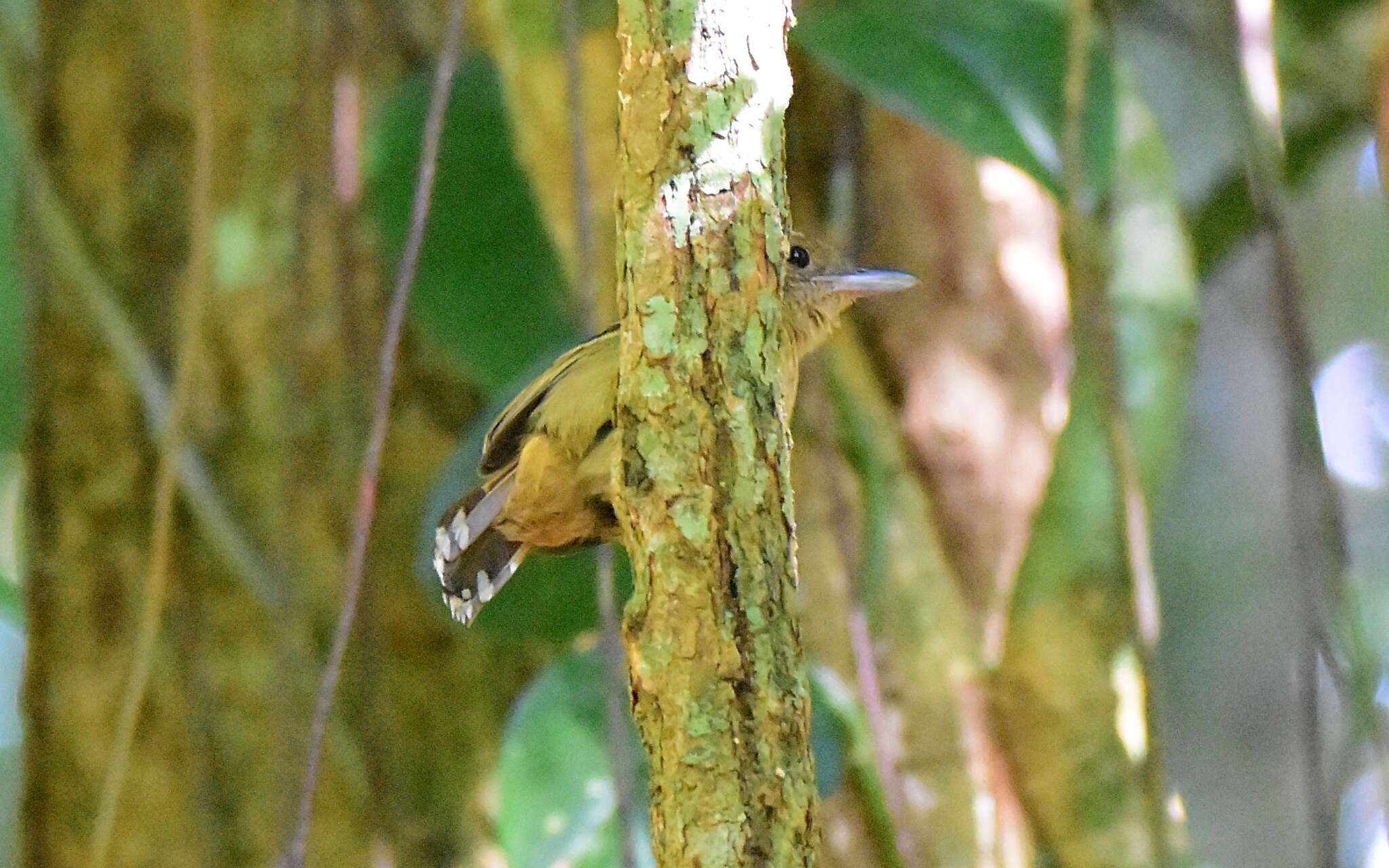 Image of Black-crowned Antshrike