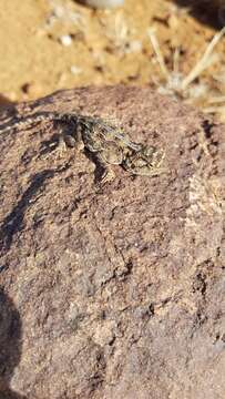 Image of Agama aculeata aculeata Merrem 1820