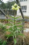 Image of Fritillaria raddeana Regel