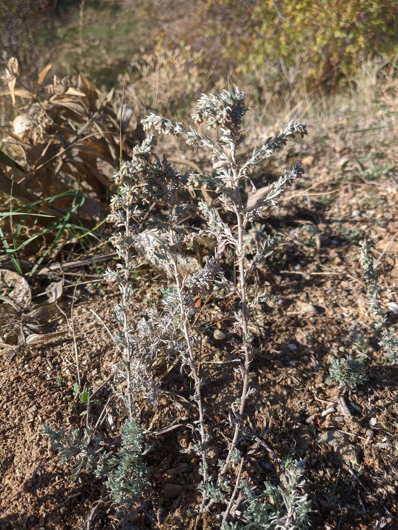 صورة Artemisia taurica