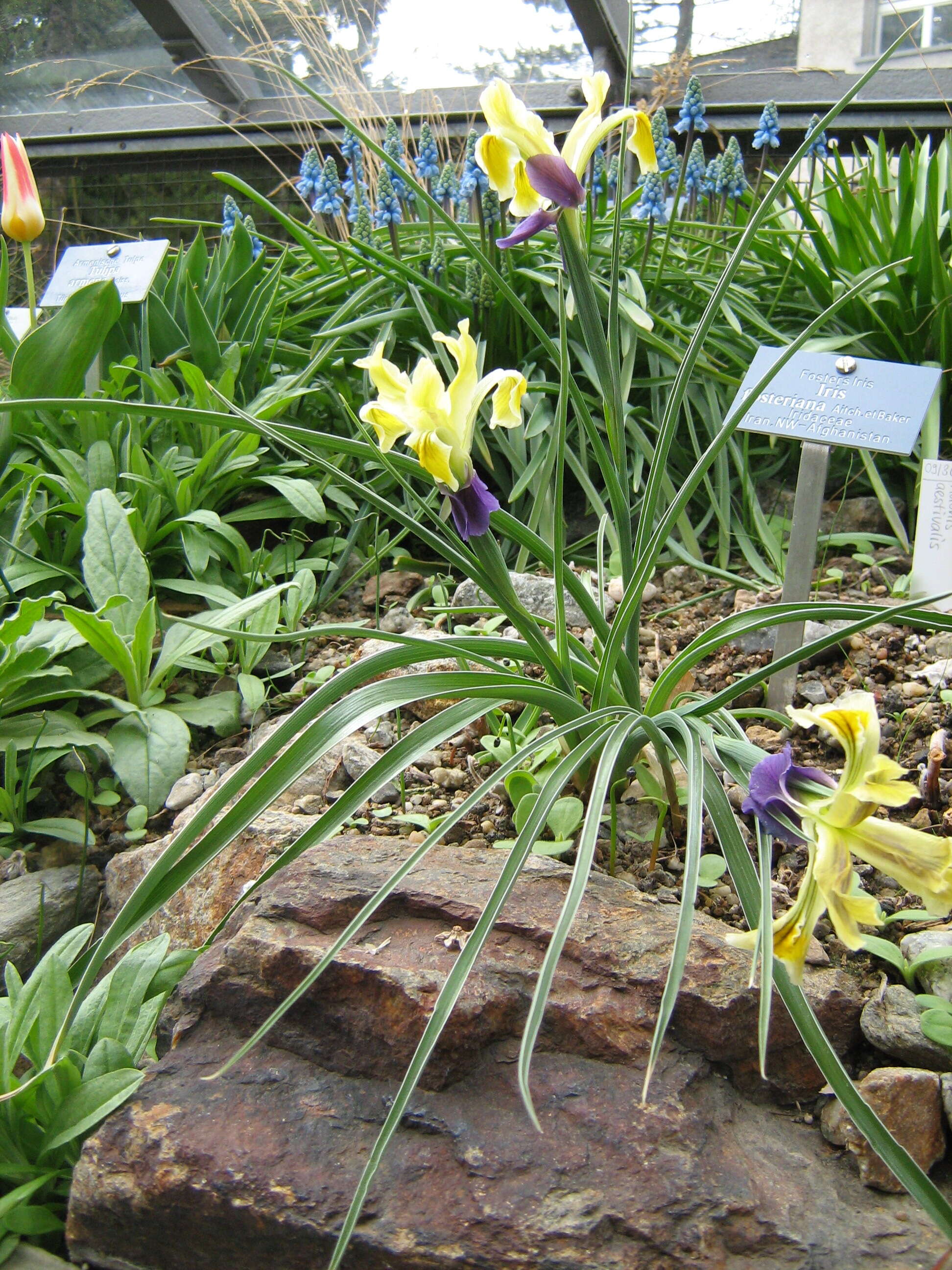 Sivun Iris fosteriana Aitch. & Baker kuva