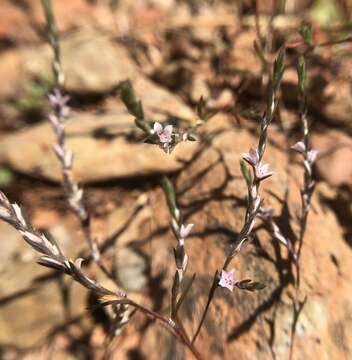 Image of California knotweed