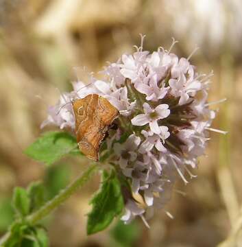 Image of Choreutis nemorana