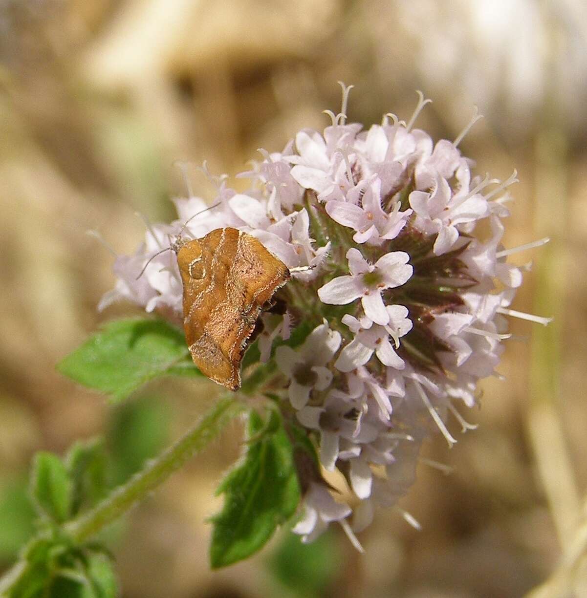 Image of Choreutis nemorana