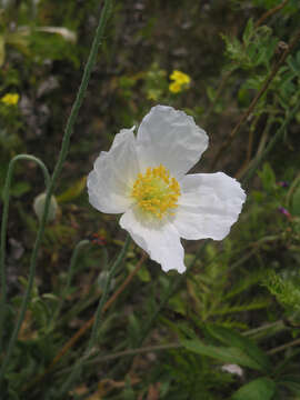 Image of Papaver nudicaule var. aquilegioides Fedde