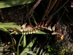 Sivun Blechnum hastatum Kaulf. kuva