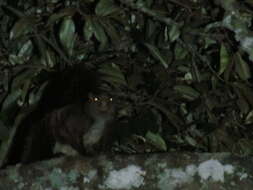 Image of Indian Giant Flying Squirrel