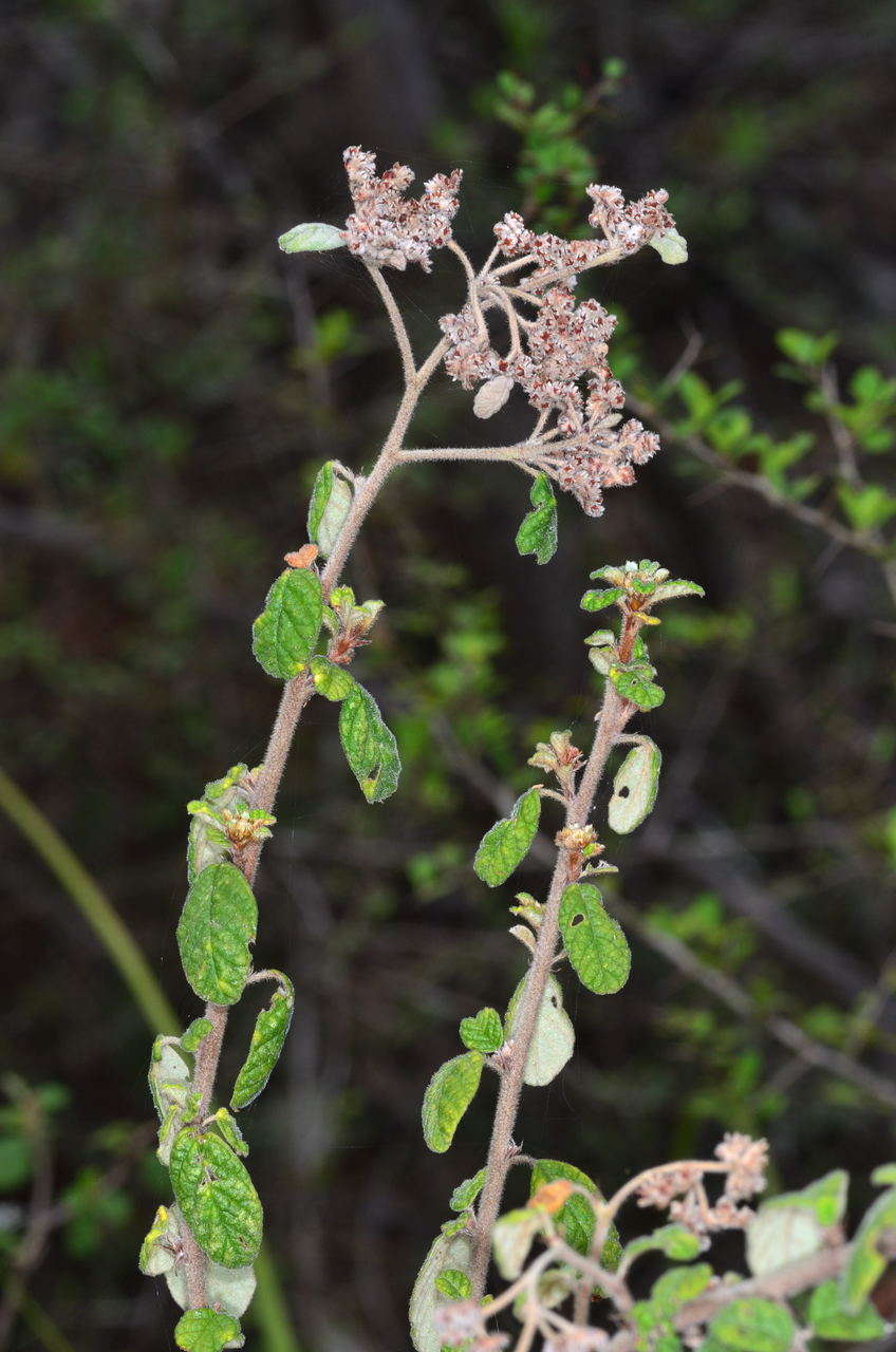 Imagem de Pomaderris prunifolia A. Cunn. ex Fenzl