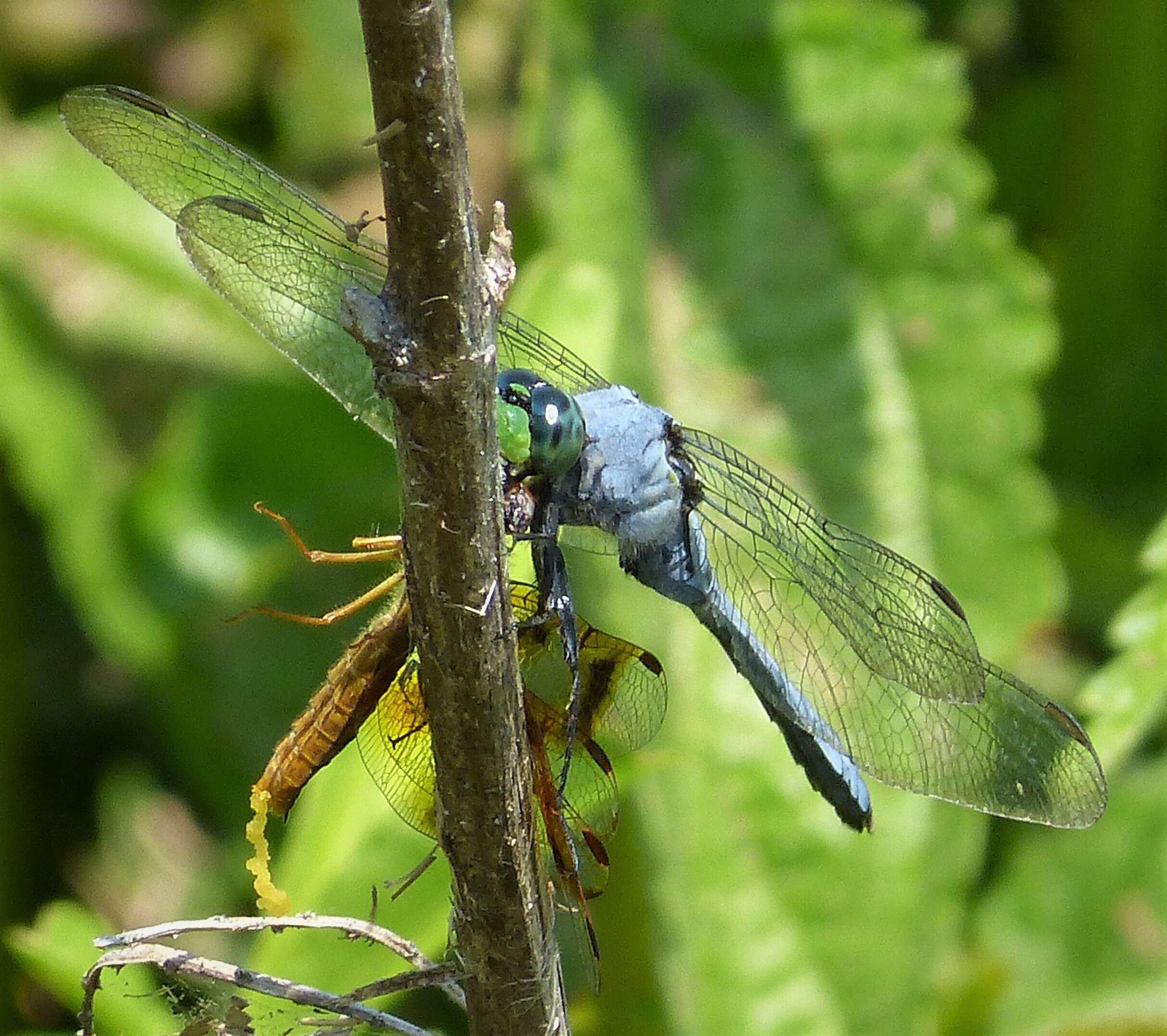 Imagem de Erythemis simplicicollis (Say 1840)