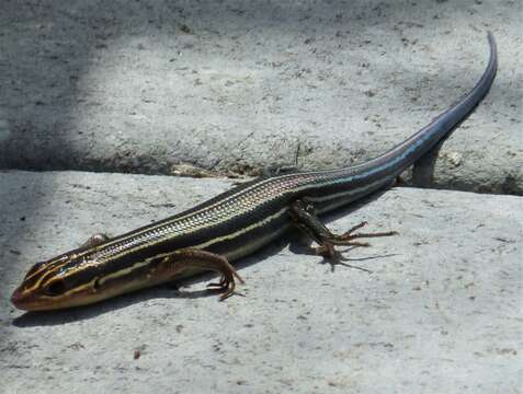 Image of Southeastern Five-lined Skink