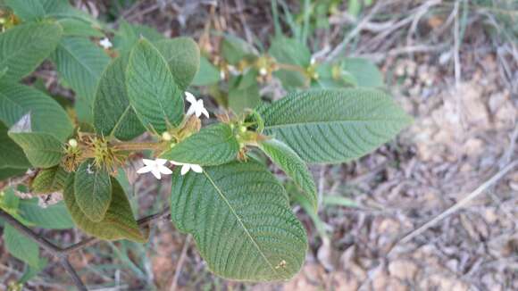 Image of Sabicea acuminata Baker