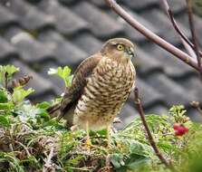 Image of Eurasian Sparrowhawk