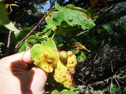 Plancia ëd Malus fusca (Raf.) Schneid.