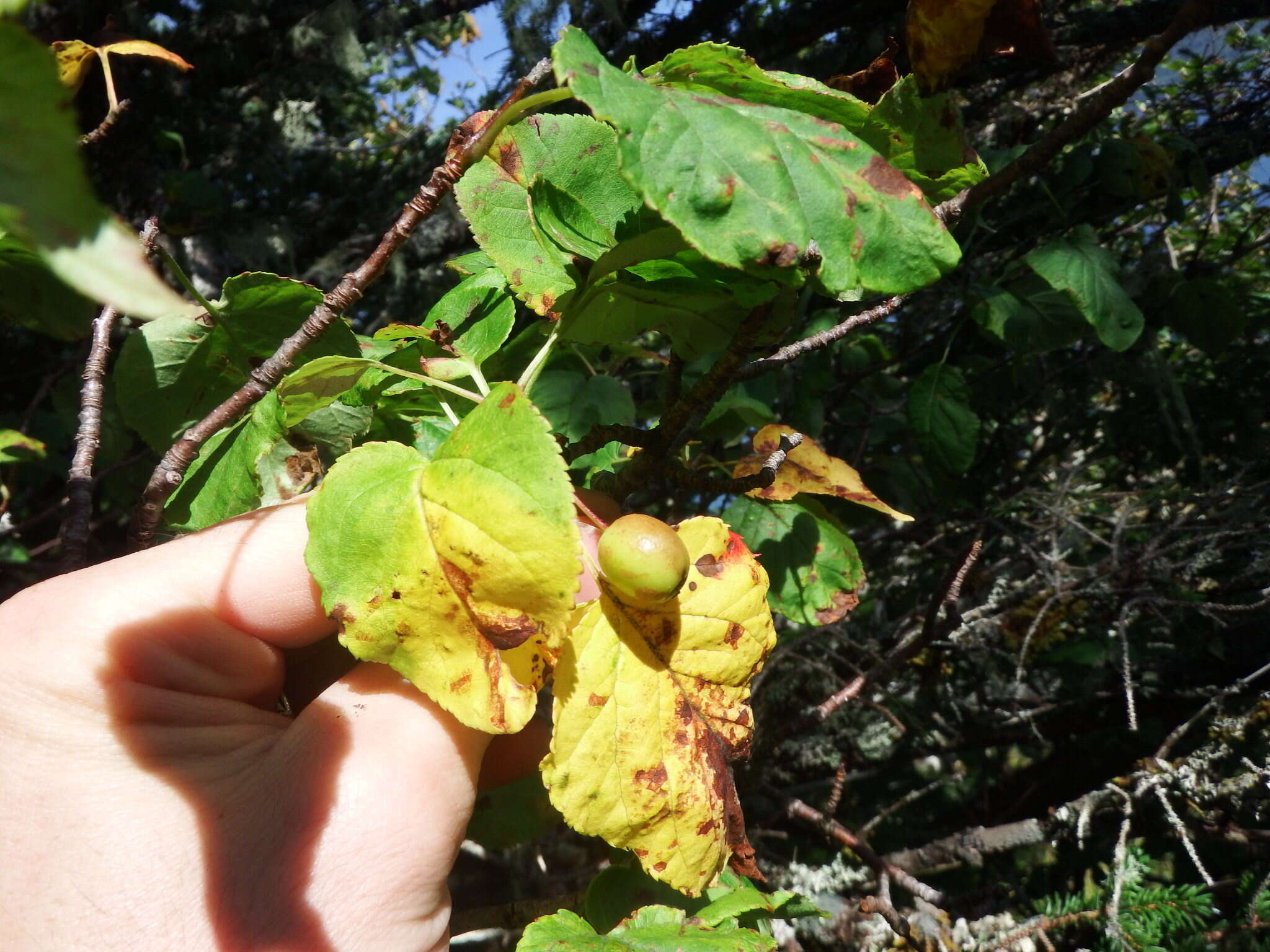 Image of Oregon Crab Apple