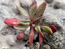 Image of Chorizanthe aphanantha