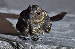 Image of Swallow-tailed Nightjar