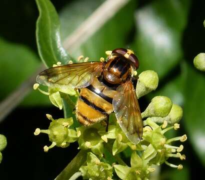 Image of lesser hornet hoverfly