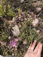 Image of Boronia crenulata Sm.