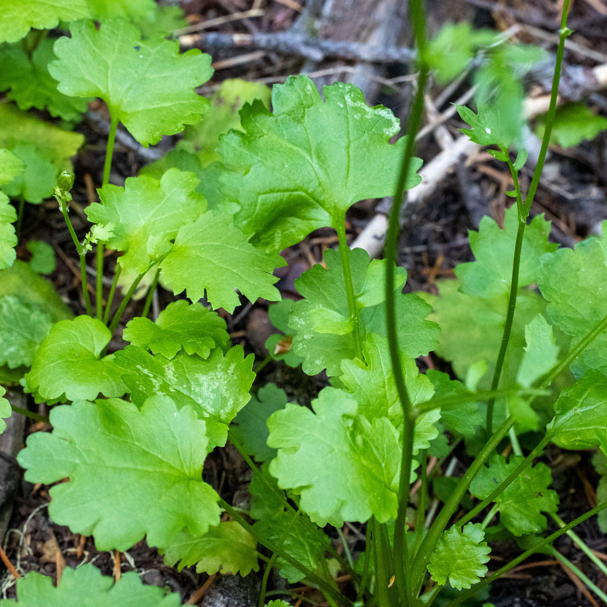 Image of Harford's ragwort