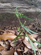 Image of wavyleaf noseburn