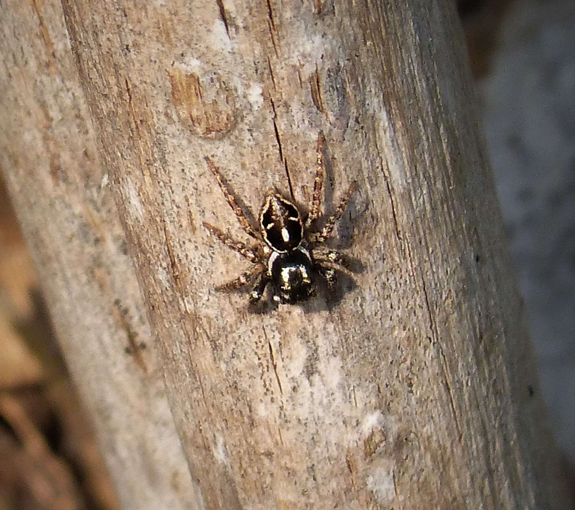 Image of Twinflagged Jumping Spider