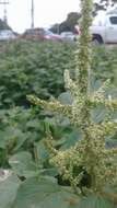 Amaranthus dubius Mart. resmi