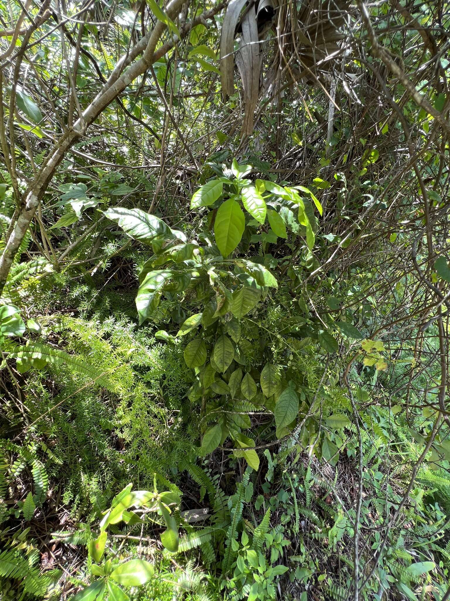 Plancia ëd Citrus aurantium L.