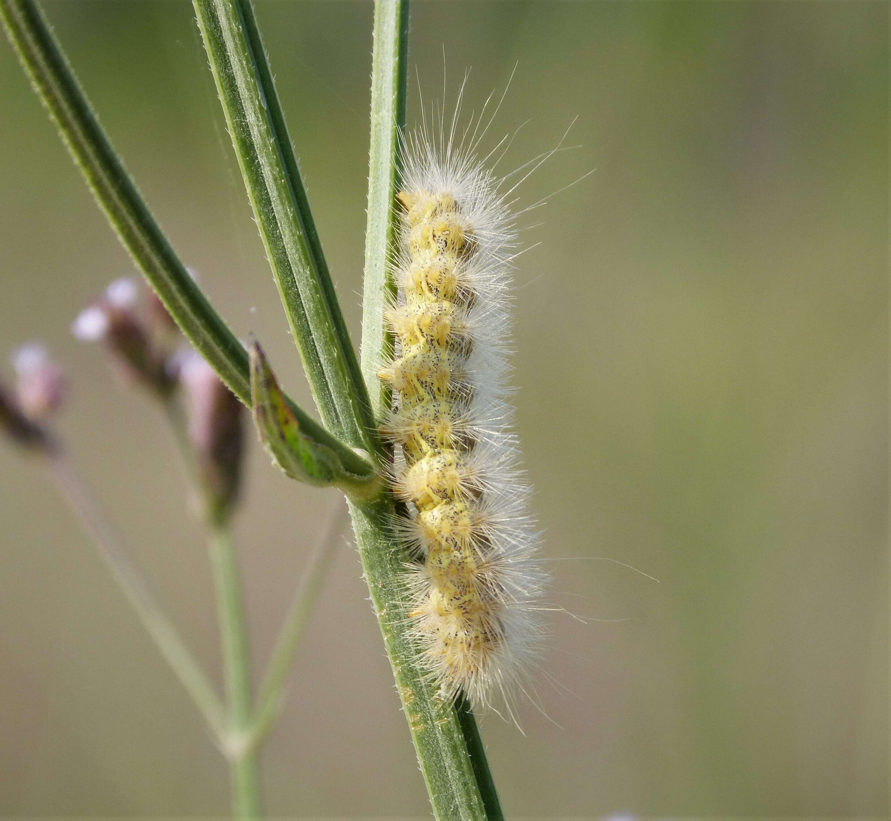 Image of Salt Marsh Moth