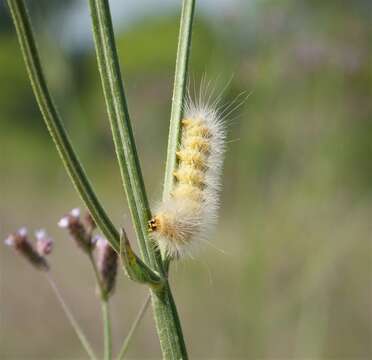 Image of Salt Marsh Moth