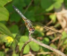 Image of Blue Dasher