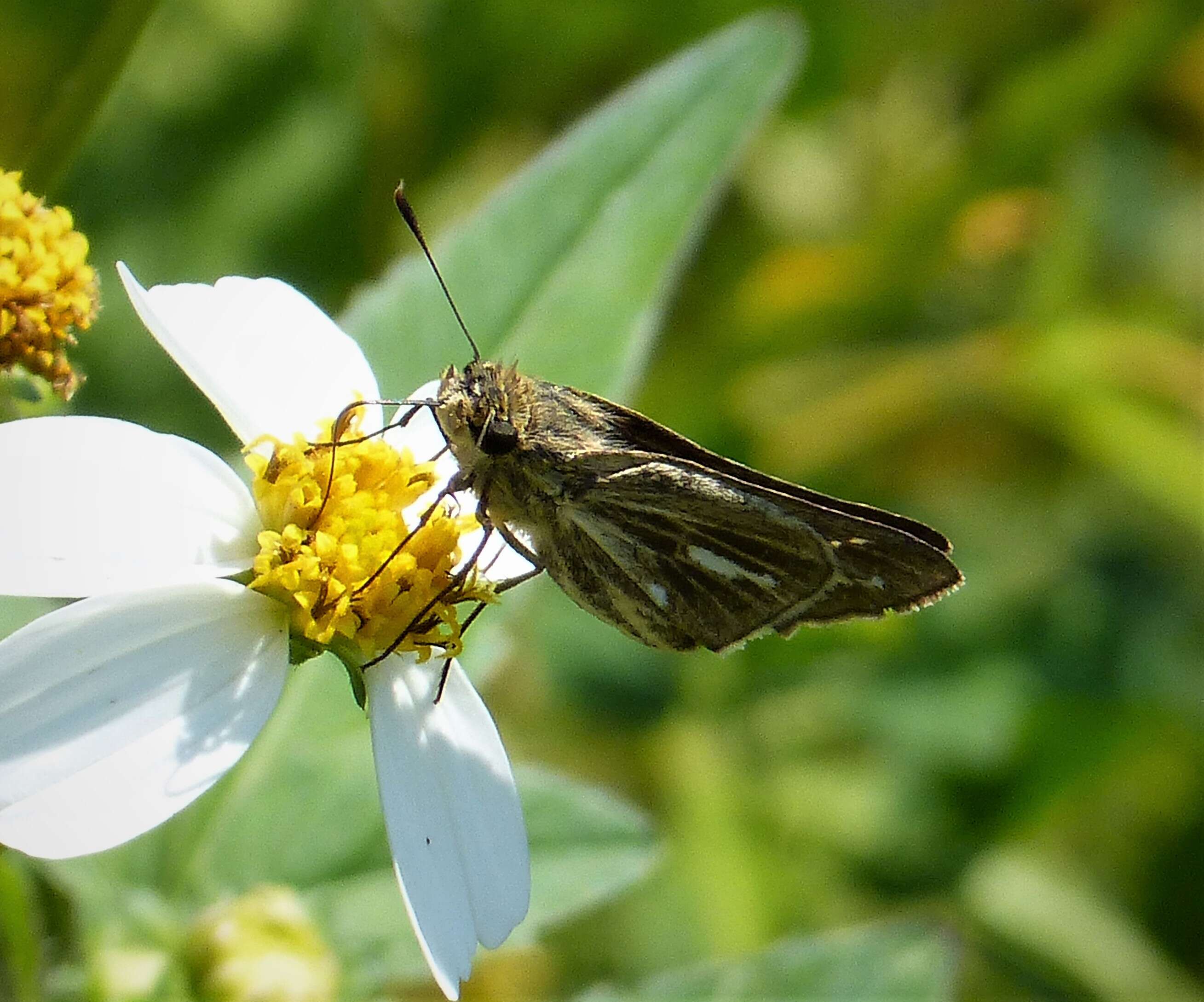 Image of Salt Marsh Skipper