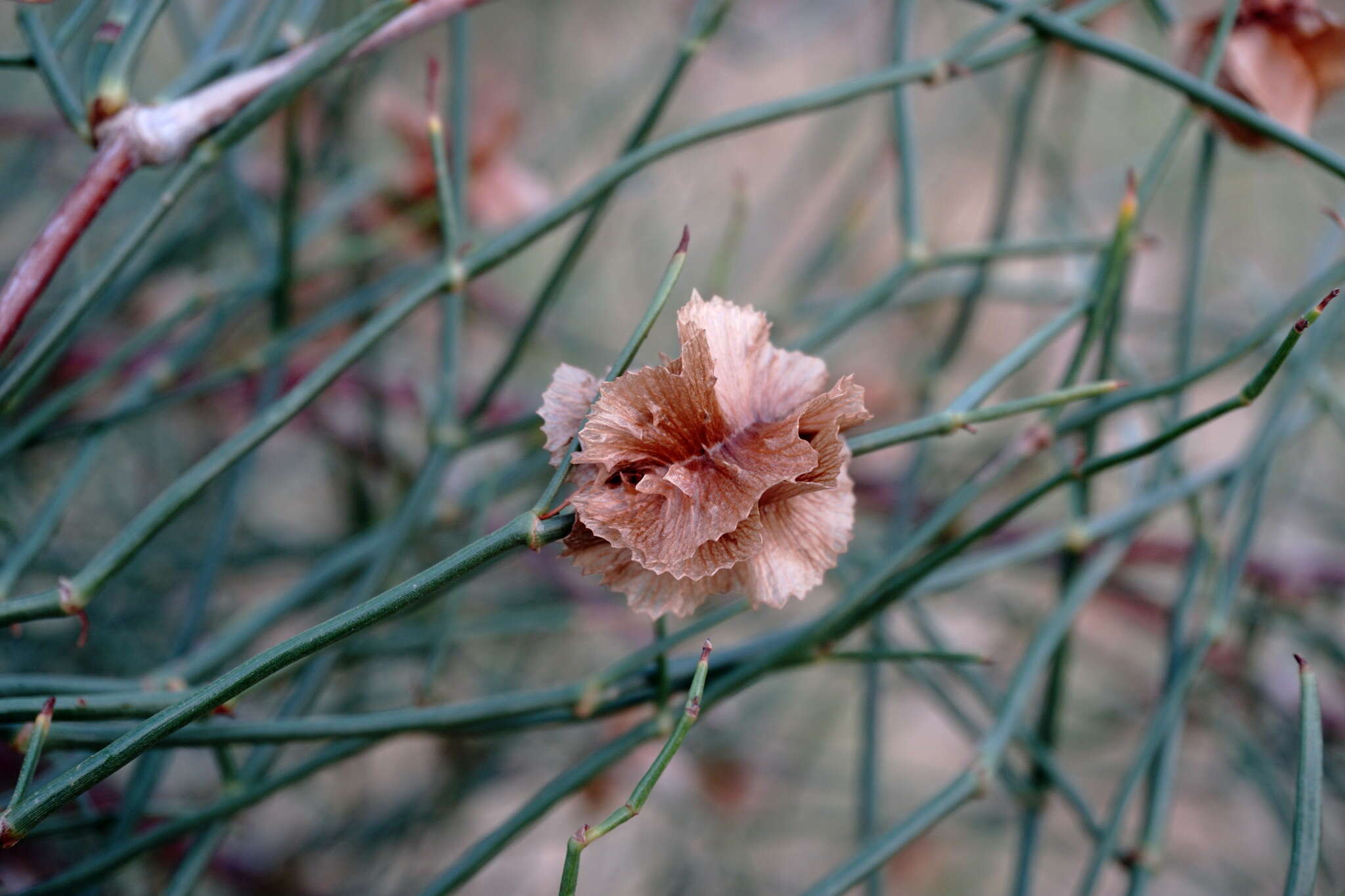 Calligonum aphyllum (Pall.) Guerke的圖片