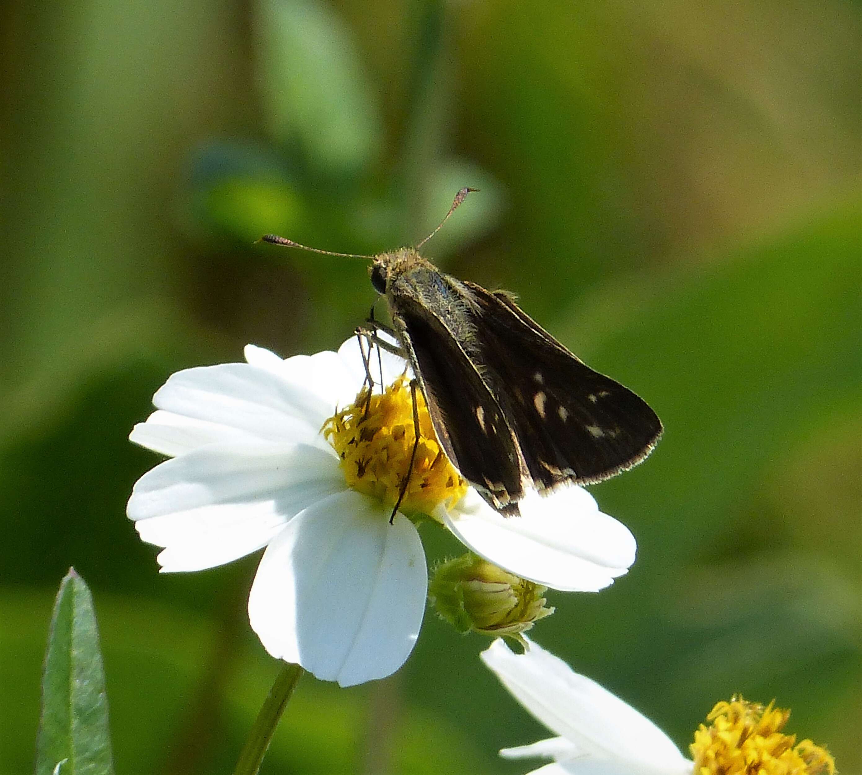 Image of Salt Marsh Skipper