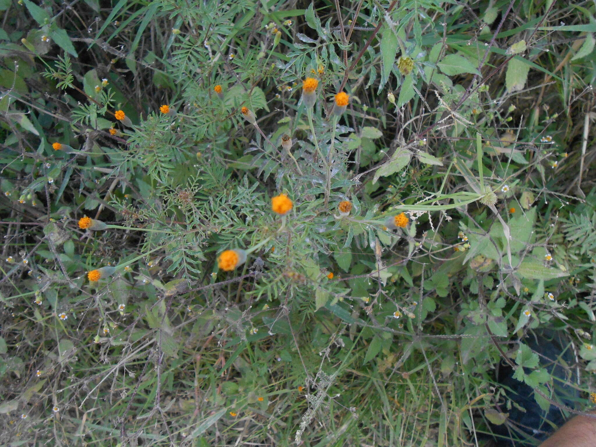 Tagetes verticillata Lag. & Rod. resmi