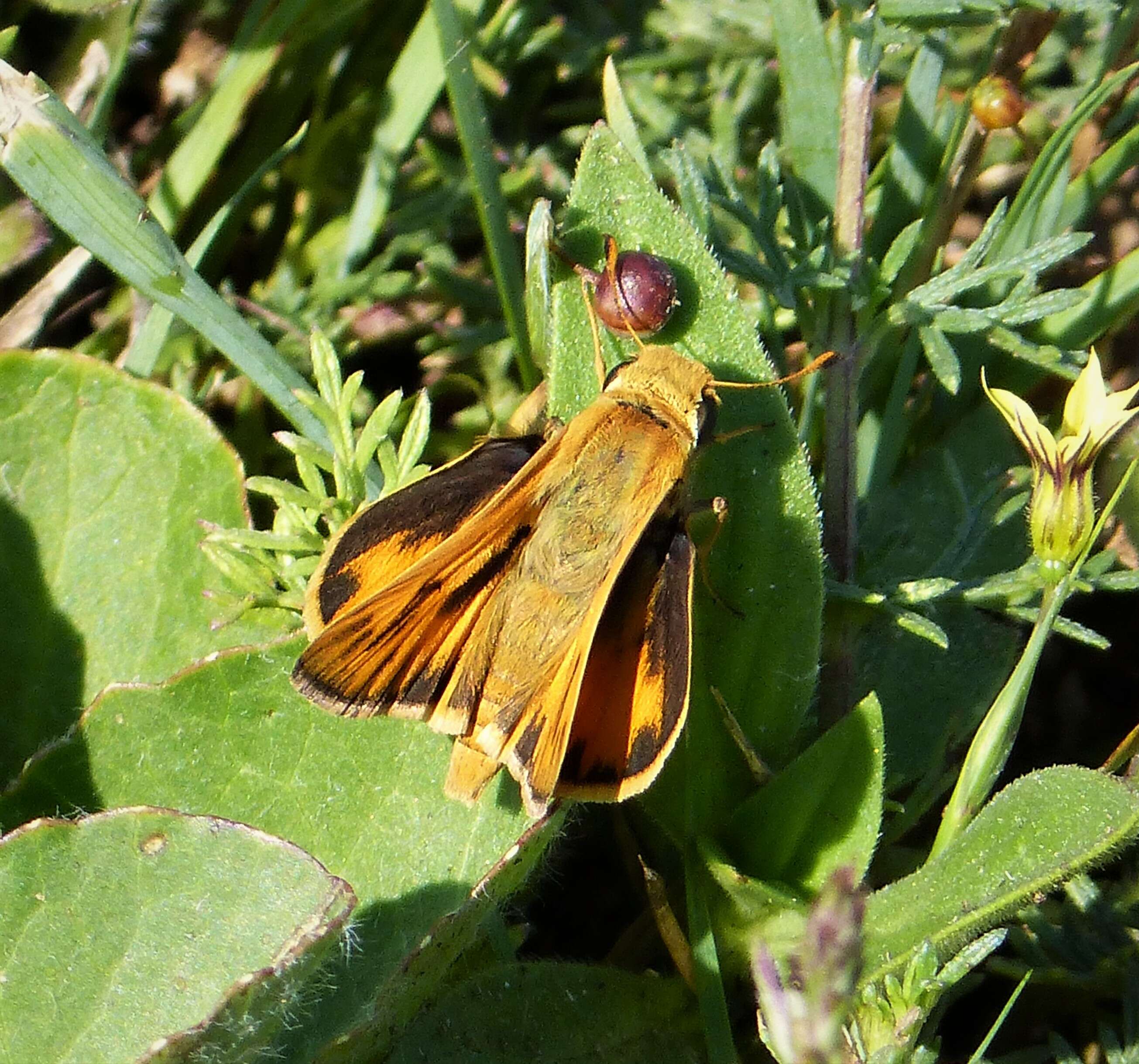 Image of Hylephila phyleus